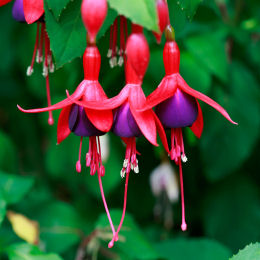 fuchsia -tom thumb